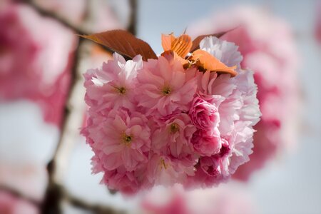 Blossom bloom spring
