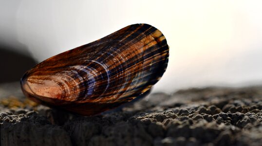 Sand mussel stripes