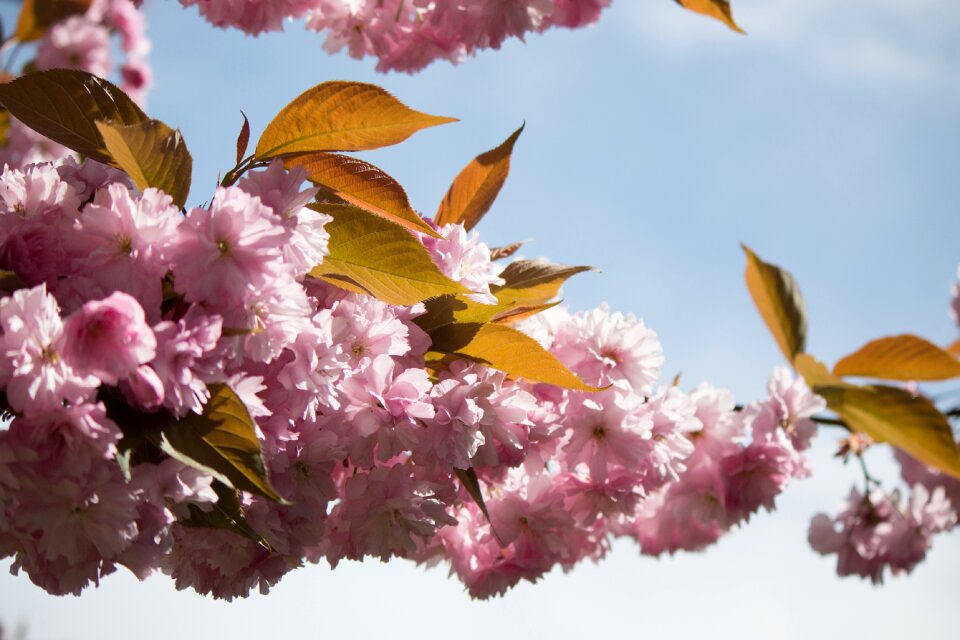 Blossom bloom spring
