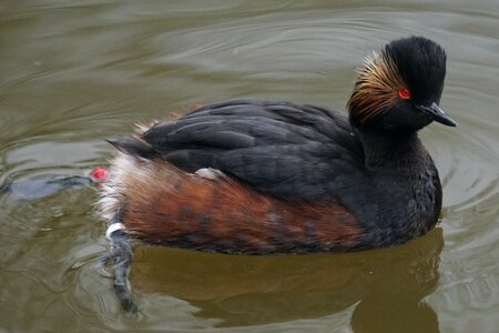 Grebe rarely podiceps nigricollis