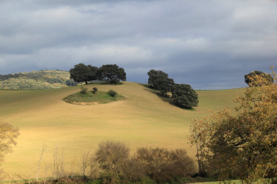 Landscape tree