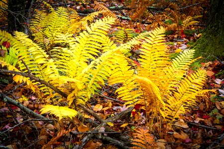 Fall forest