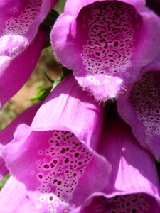 Flower poisonous plant medicinal plant