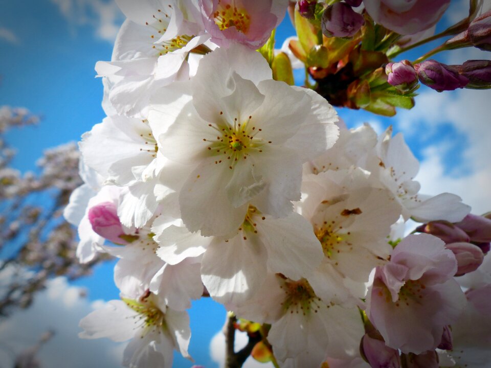 Blossom bloom ornamental cherry