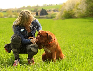 Mastiff de french