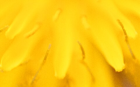 Flower field beauty