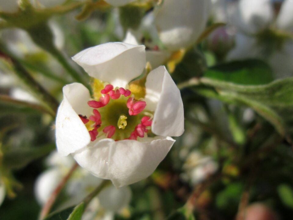 Spring white bloom photo