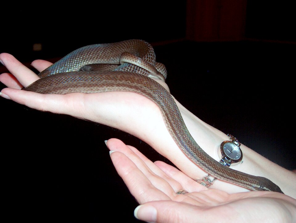 Nature reptile wildlife
