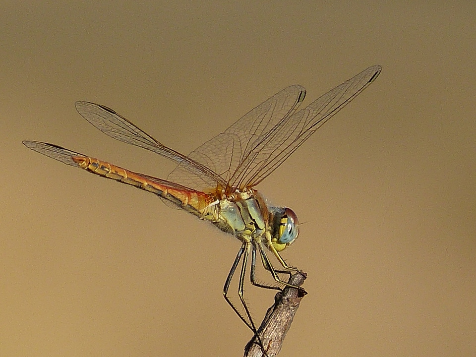 Insect wing wildlife