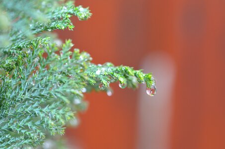 Water-drop nature detailed
