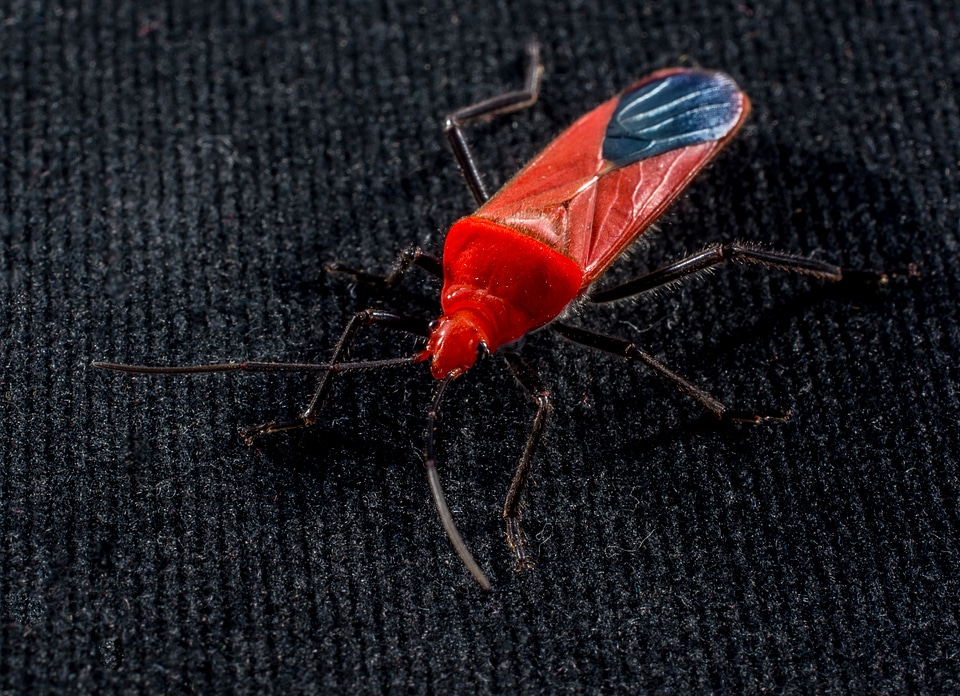 Red beetle insect macro