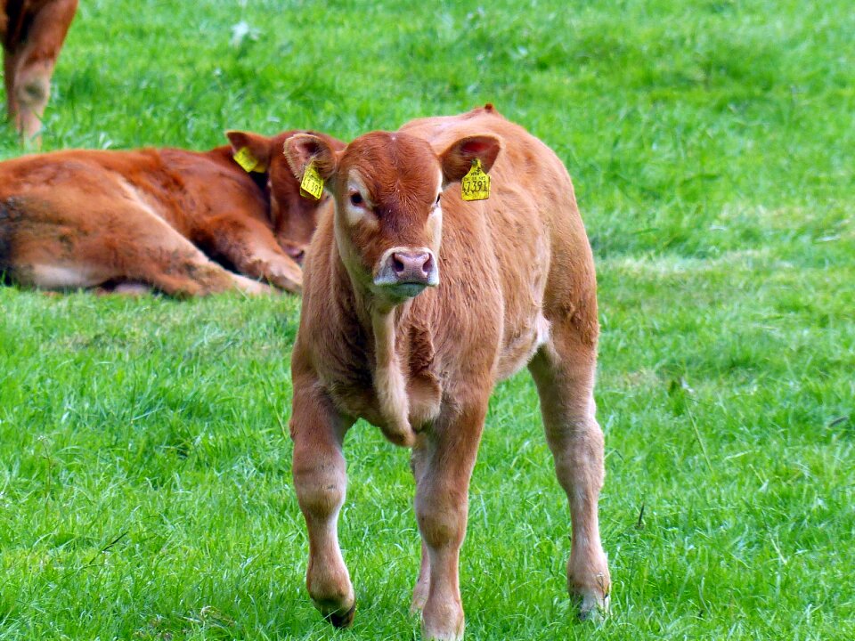 Brown young animal mammals