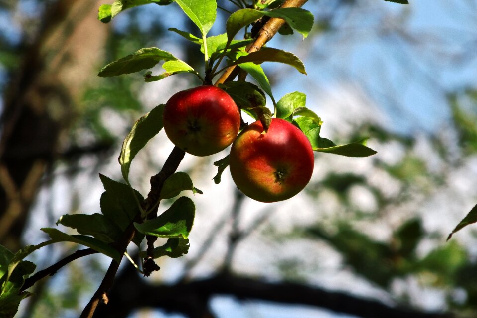 Close up nature fruit
