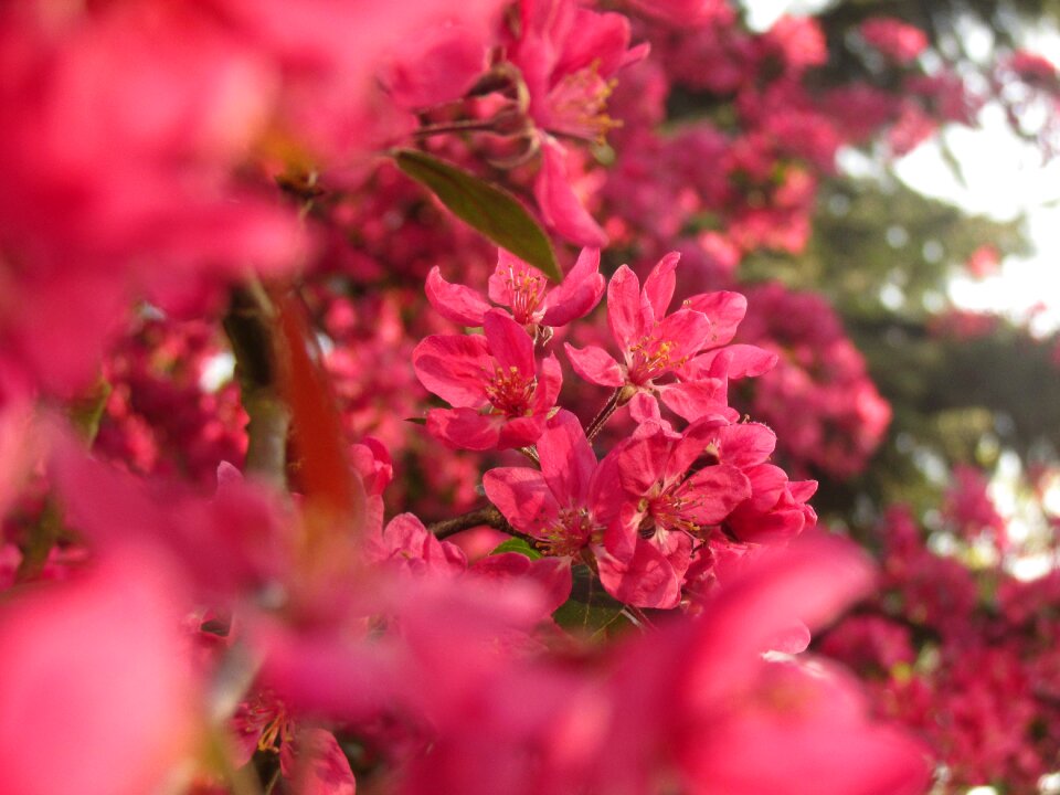 Nature colors pink