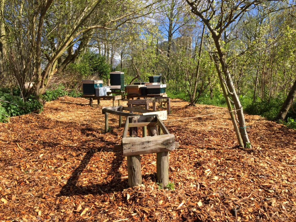 Hive beekeeper beekeeping