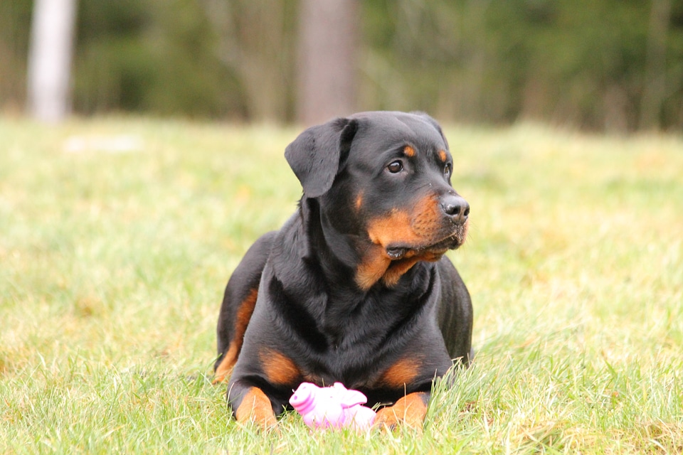 Rottweiler dog dog lying