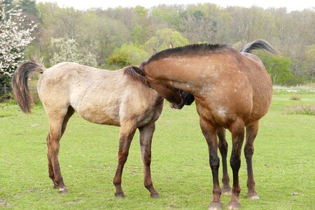 Pasture green brown
