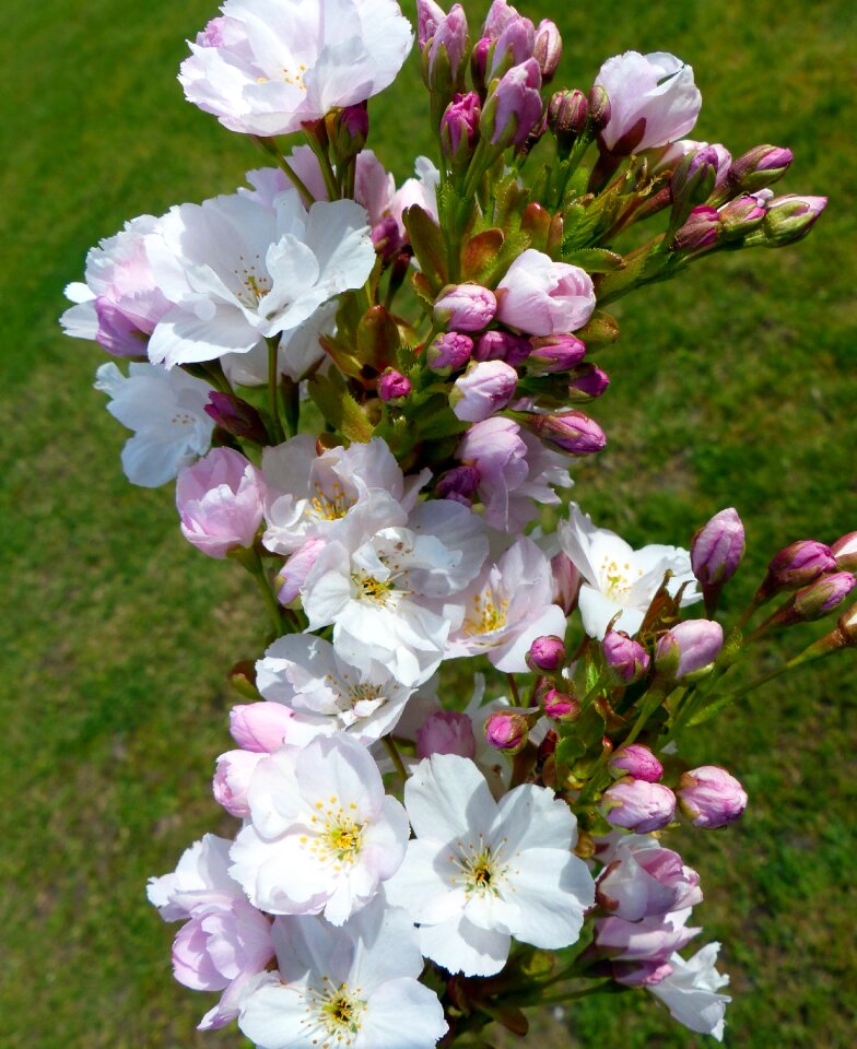 Bloom ornamental cherry japanese flowering cherry photo