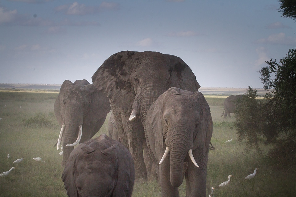 Kenya africa african bush elephant