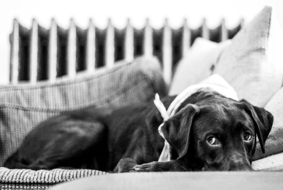 Pillow chocolate lab