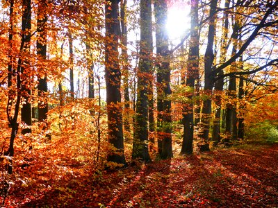 Tree nature cheerful