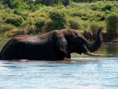 Africa wildlife wild