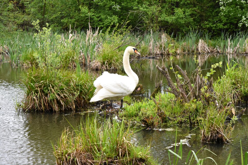 Rushes wild birds nature