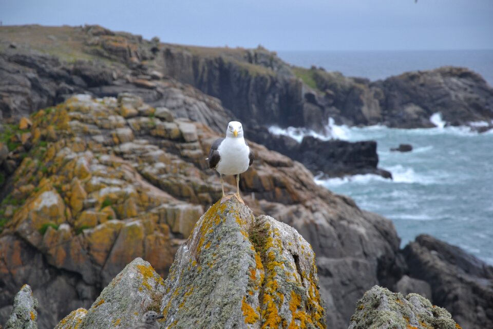 Rocks brittany wild coast