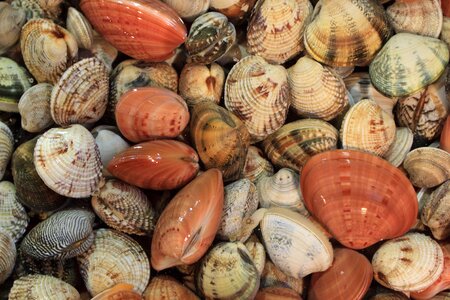 Vendor seafood market
