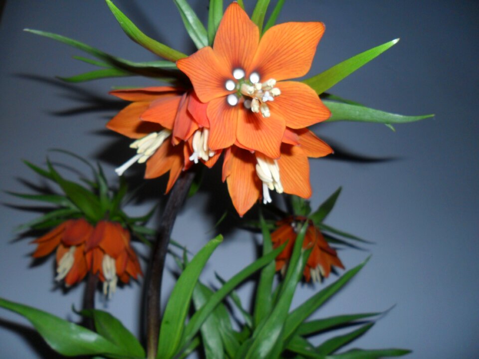 Tulipan easter lily candelabrum