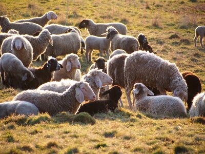 Flock of sheep pasture wool photo