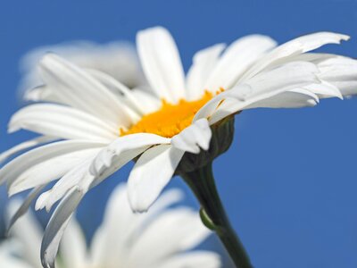 Meadow margerite white nature