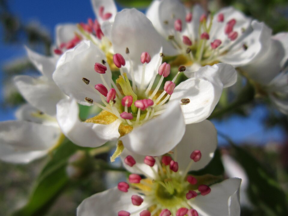 Spring inflorescence blossom