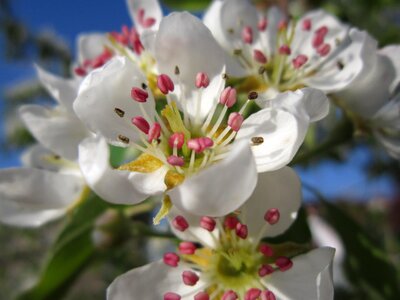 Spring inflorescence blossom