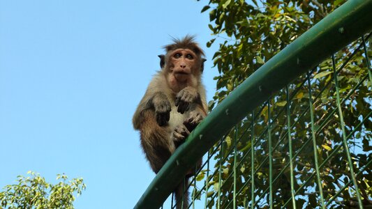 Monkey makake sri lanka