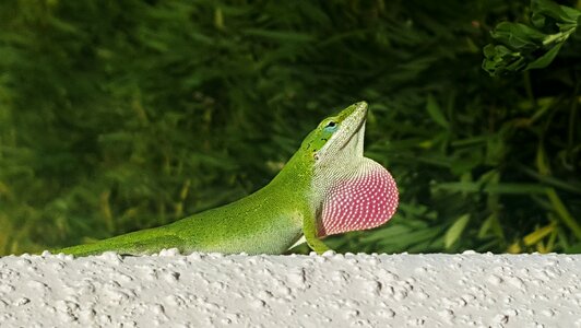 Green lizard reptile anolis photo