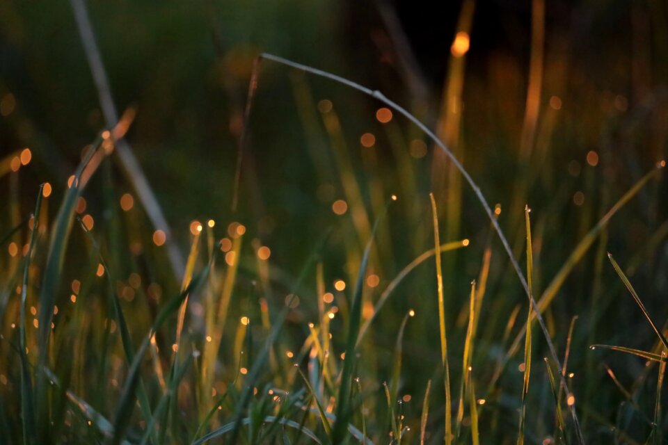 Drip nature lighting