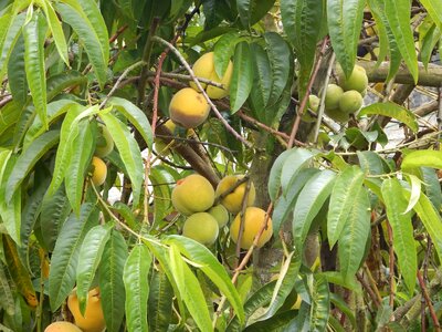 Fruits fruit trees wild