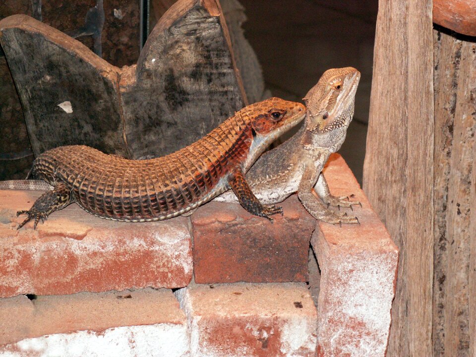 Reptiles stone wood