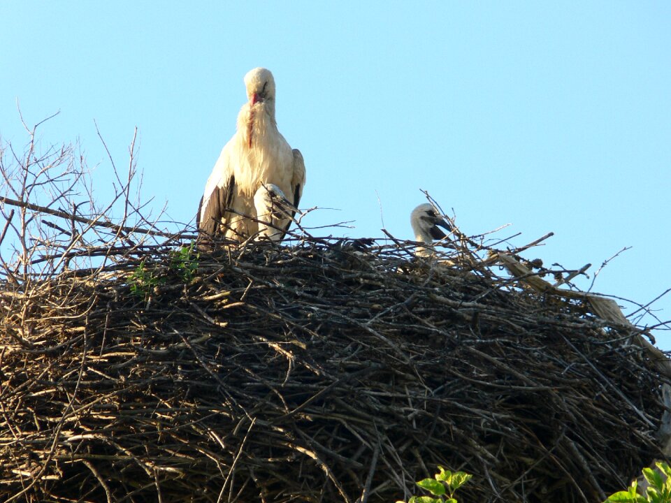 Bird nest wildlife