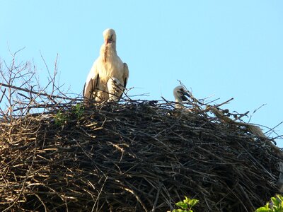 Bird nest wildlife photo