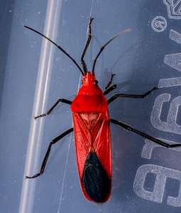 Red beetle insect macro