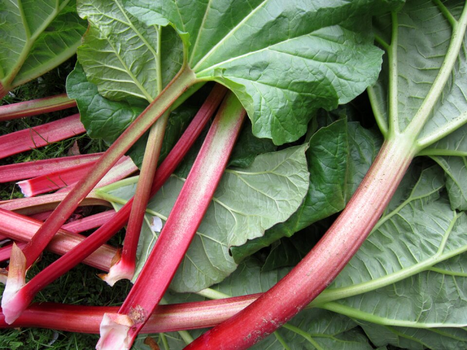 Vegetables rhabarber green fruit
