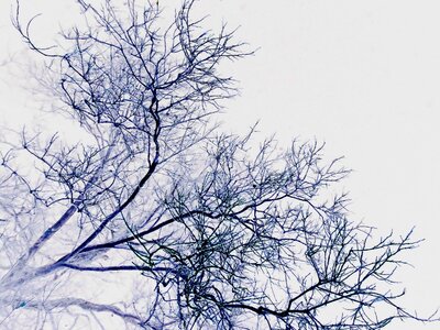 Negative branch nature