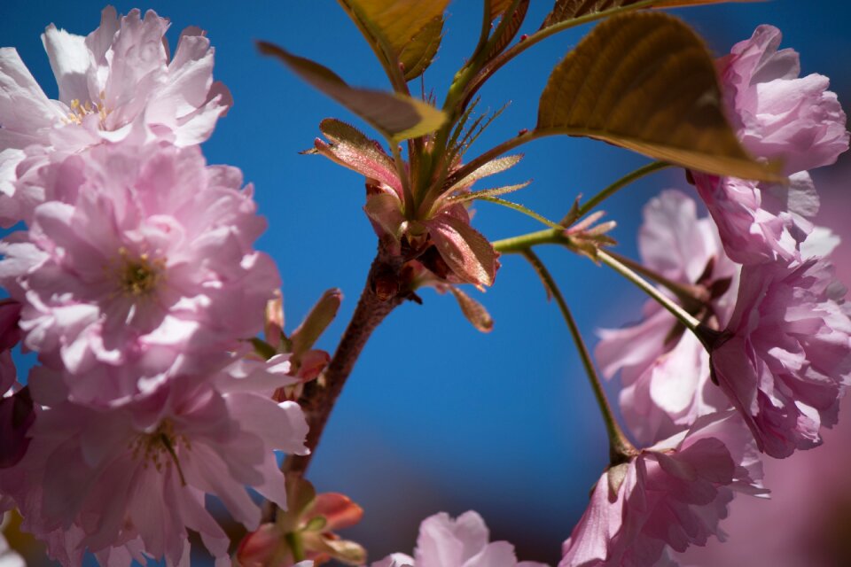 Blossom bloom spring