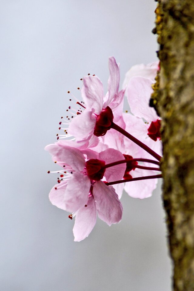 Tree summer prunus