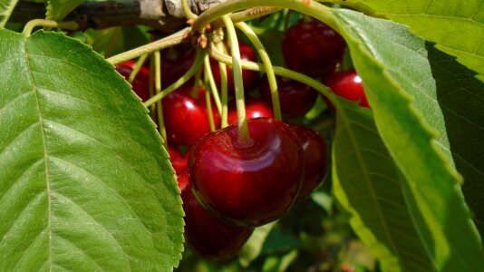 Fruit cherry nature