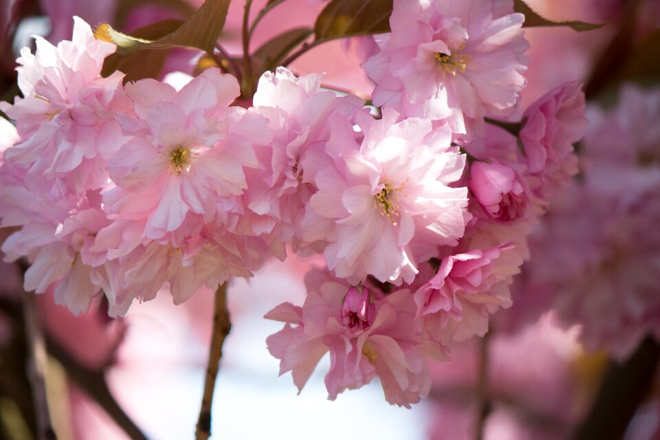 Blossom bloom spring