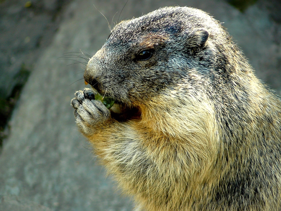Rodent animals marmots