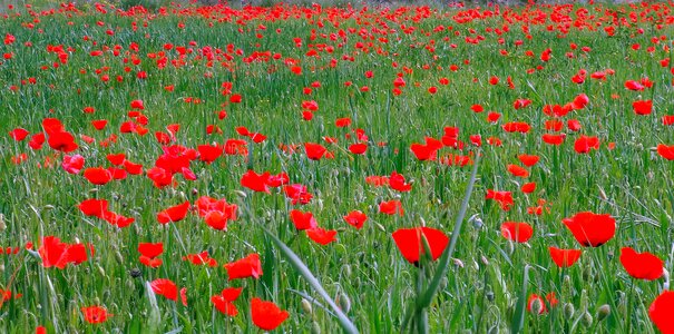 Field spring wild flowers photo